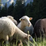 Wo sind die Schäfchen