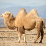 Natürlich schlafen – die Vorzüge einer Kamelhaarzudecke